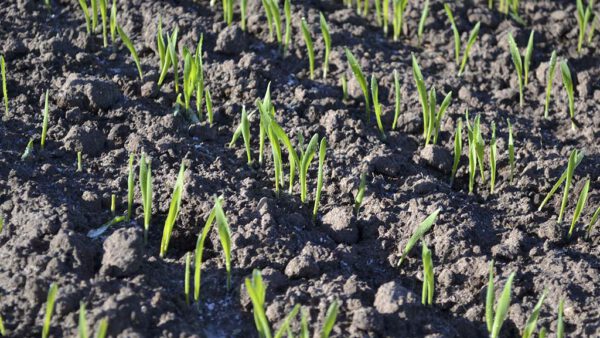 Winterkulturen Profitieren Von Blattdüngung Im Herbst