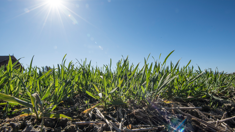 Weizen im Frühjahr Mulchsaat